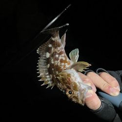 幸せライトゲーム🎣