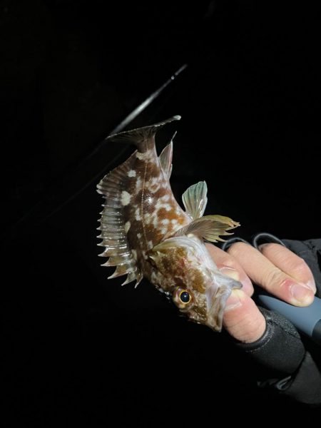 幸せライトゲーム🎣