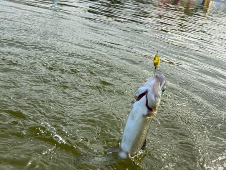 かめぷ　ニジマス