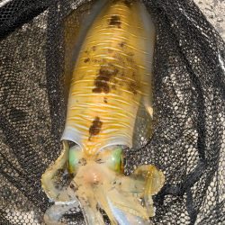 良い形連発その後災難