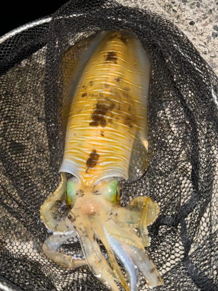 良い形連発その後災難