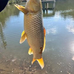 武庫川で大鯉！！