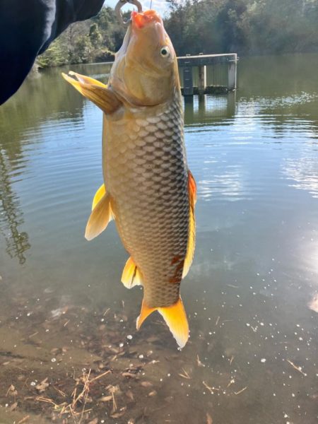 武庫川で大鯉！！