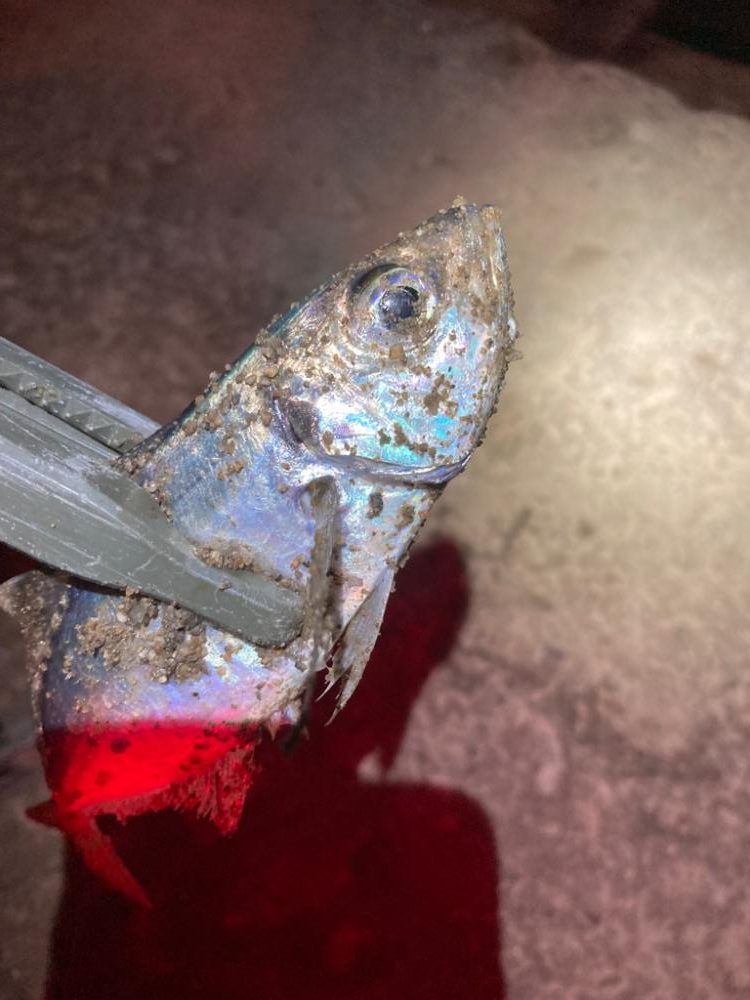 引き続き中アジ調査