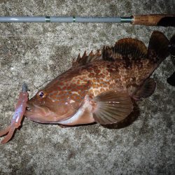 ミッドワインドで良型狙いの夜