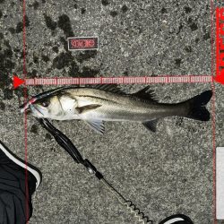 やっぱりいたっ！