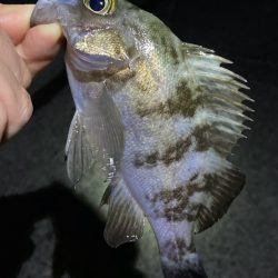 ライトゲームでアジ、メバル、ガシラ