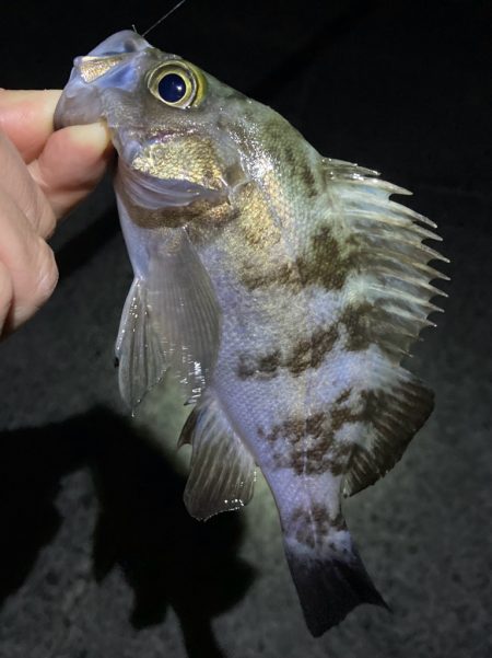 ライトゲームでアジ、メバル、ガシラ