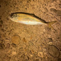釣り納めアジング