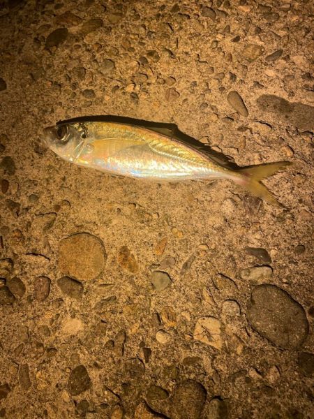 釣り納めアジング