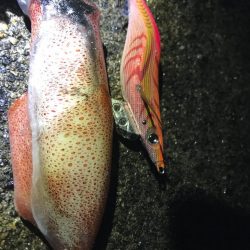 剣先イカはいるのかね？