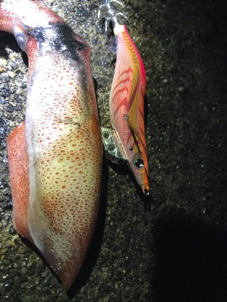 剣先イカはいるのかね？