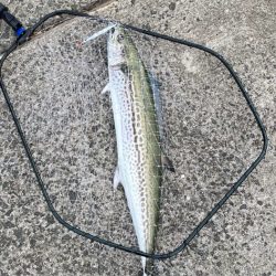 ショアジギング サワラ