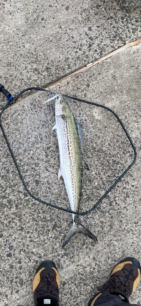 ショアジギング サワラ