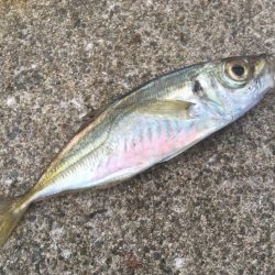 青物シーズン終了間近か