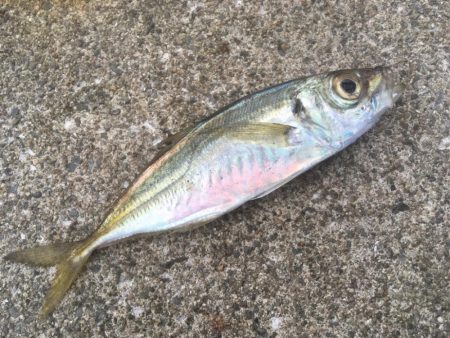 青物シーズン終了間近か