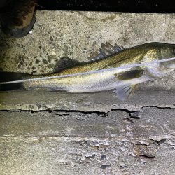 津波注意報で即撤収