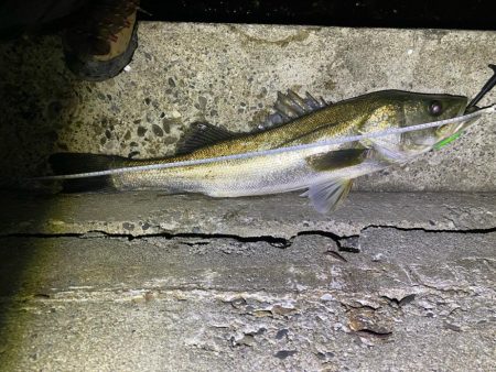 津波注意報で即撤収