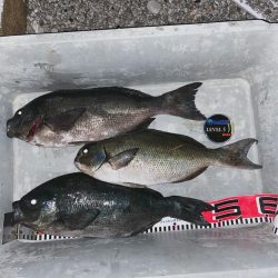 五島列島での釣果