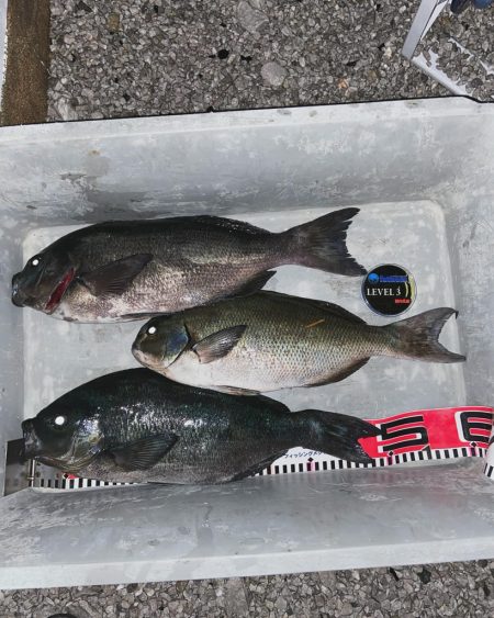 五島列島での釣果