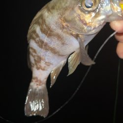 仕事帰りにメバリング♪