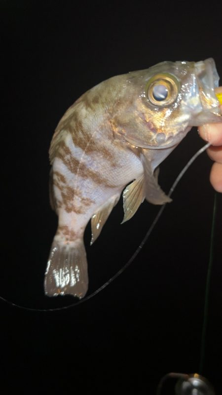 仕事帰りにメバリング♪