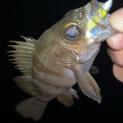 短時間メバリング