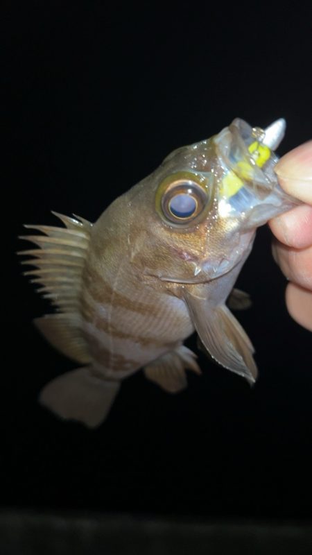 短時間メバリング