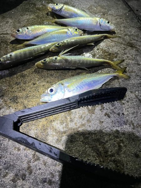 大アジよく釣れます