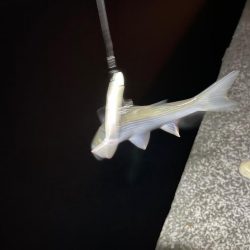 初シーバス狙い！