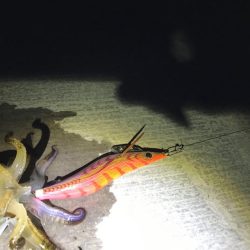 やったぜアオリ!