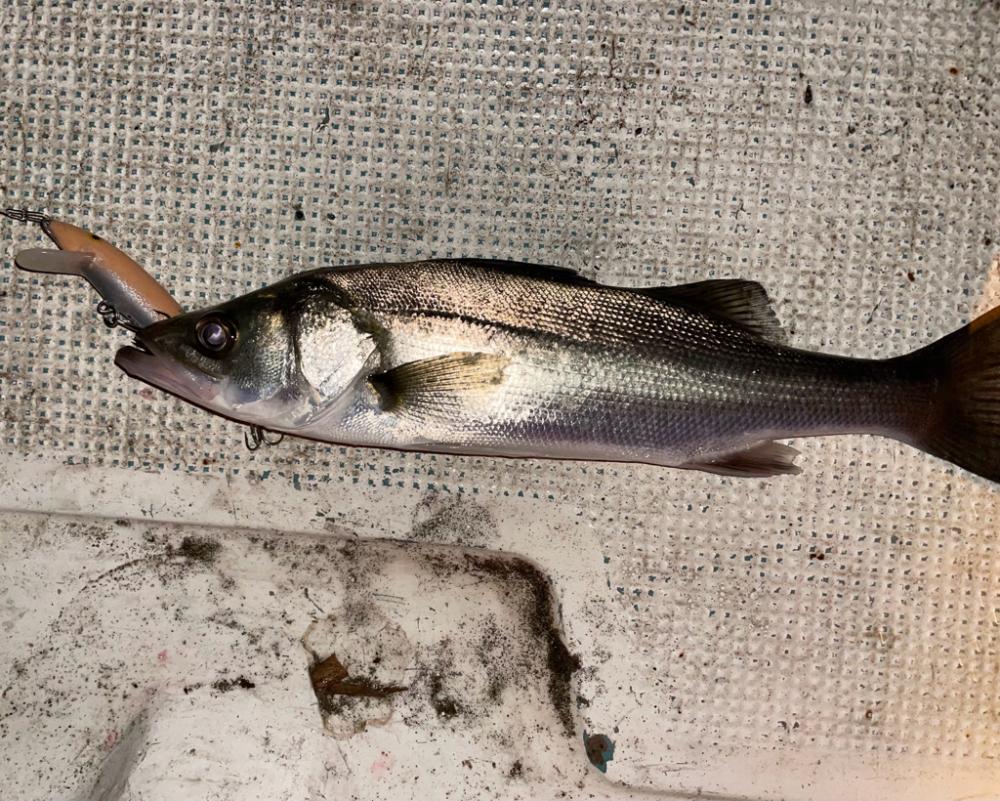 ボートシーバス