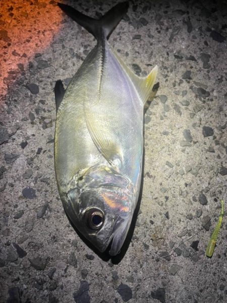 夜の海でランガン♪