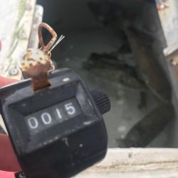 室津のカットウフグ