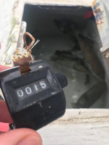 室津のカットウフグ