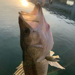 釣り納めシーバス