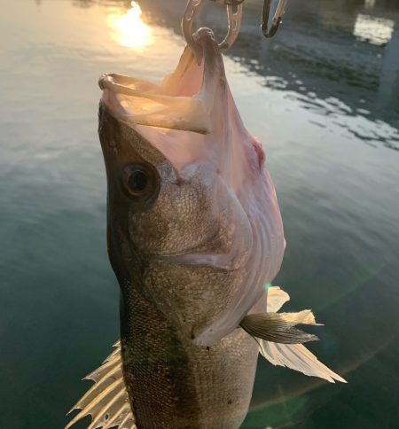 釣り納めシーバス