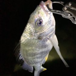 淀川のチニング