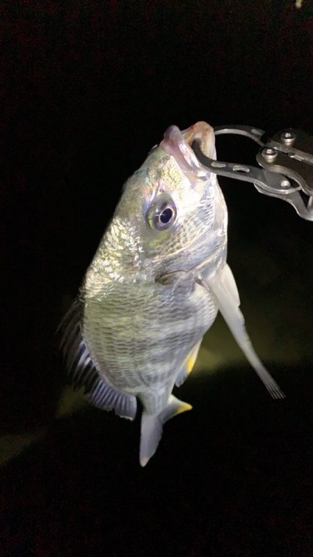 淀川のチニング