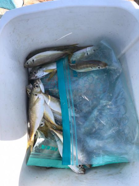 日間賀島付近で船釣り