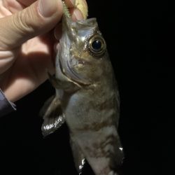 南紀のアオリイカ