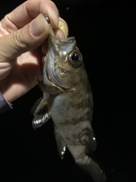 南紀のアオリイカ