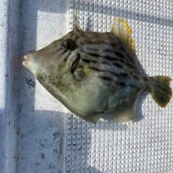 ショート五目カワハギ便