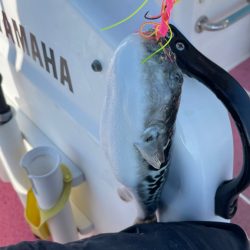 次こそはとリベンジしますが