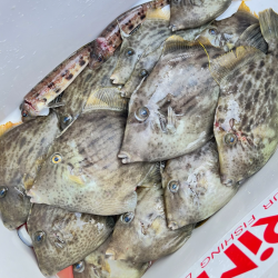 カワハギ/カワハギ仕掛け