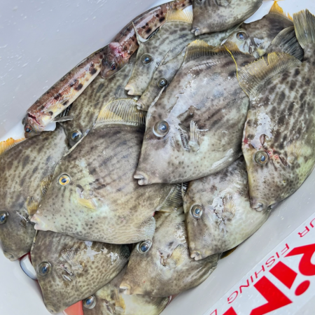 カワハギ/カワハギ仕掛け