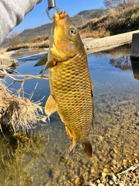 武庫川上流コイ釣行