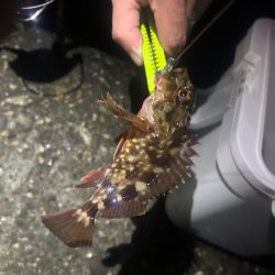 釣り上げられず、、