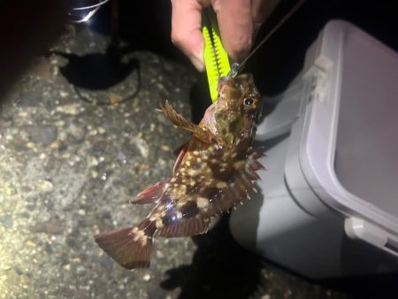 釣り上げられず、、