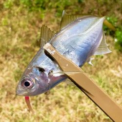 ジグ単de〜アジング♪降られました。